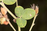 Hairy lespedeza